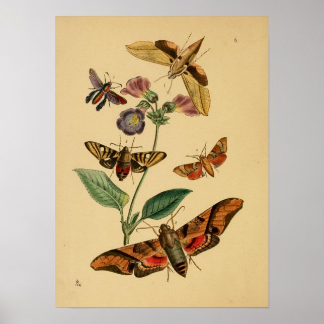 Vintage Butterfly Poster (Framsidan)
