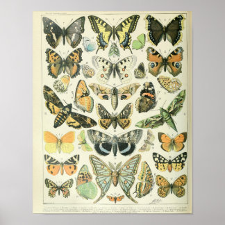 Vintage Butterfly poster
