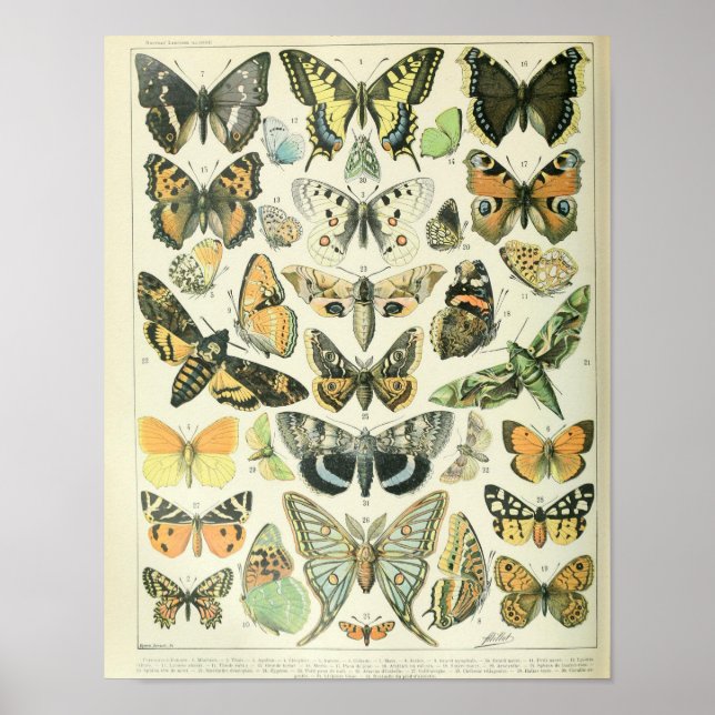 Vintage Butterfly poster (Framsidan)