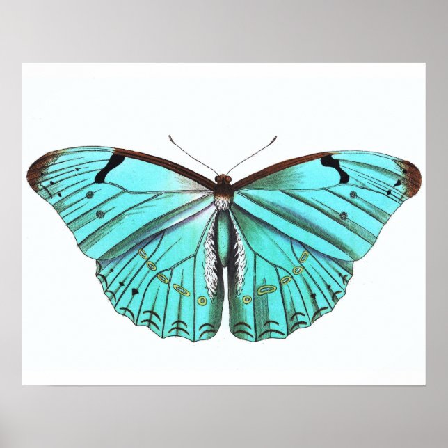 Vintage Butterfly Poster Turqoise Blue (Framsidan)