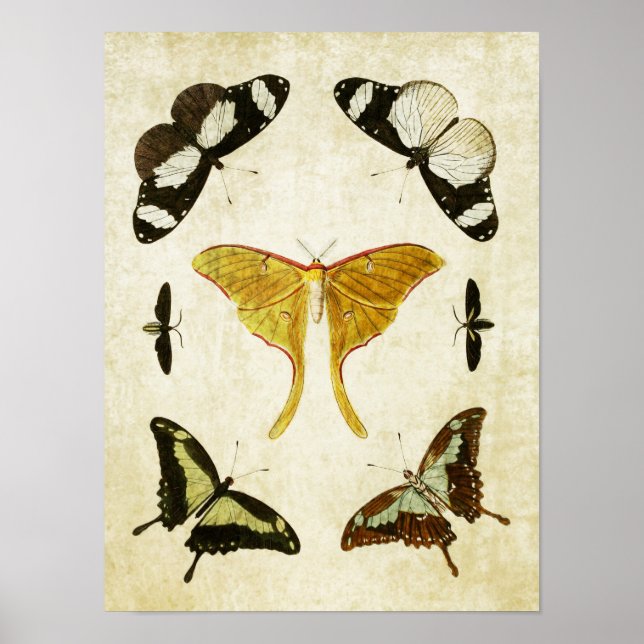 Vintage Butterfly Print 002 Poster (Framsidan)