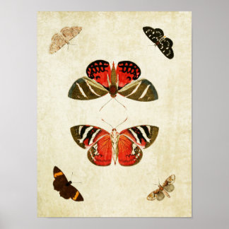 Vintage Butterfly Print 018 Poster