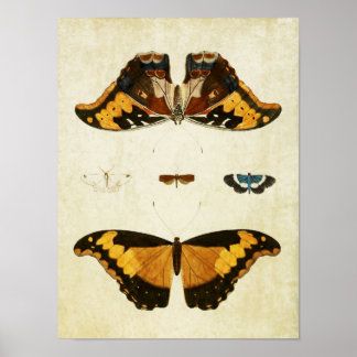 Vintage Butterfly Print 056 Poster