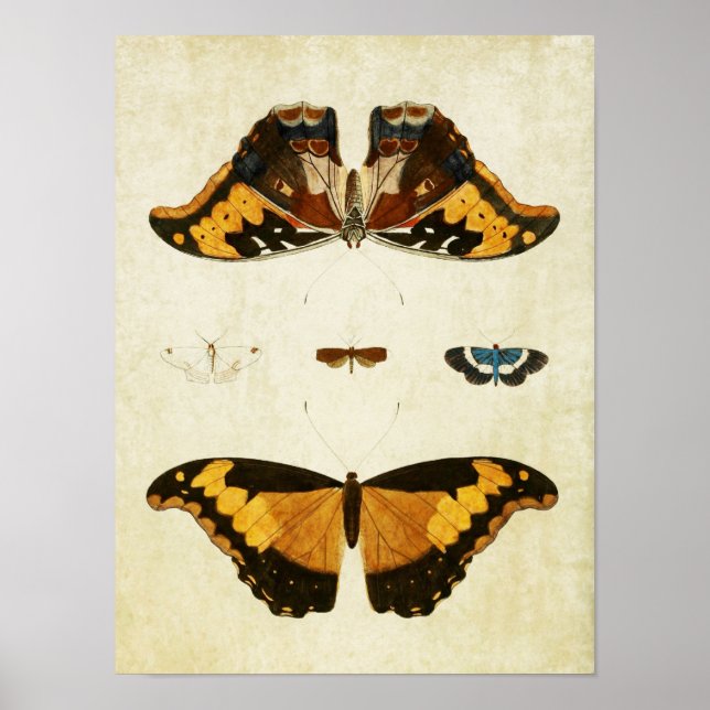 Vintage Butterfly Print 056 Poster (Framsidan)
