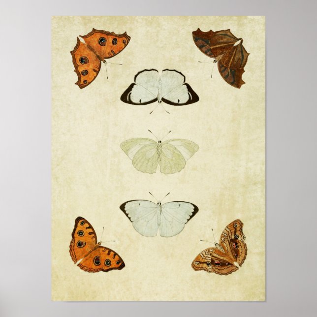 Vintage Butterfly Print 058 Poster (Framsidan)