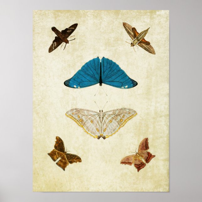 Vintage Butterfly Print 061 Poster (Framsidan)
