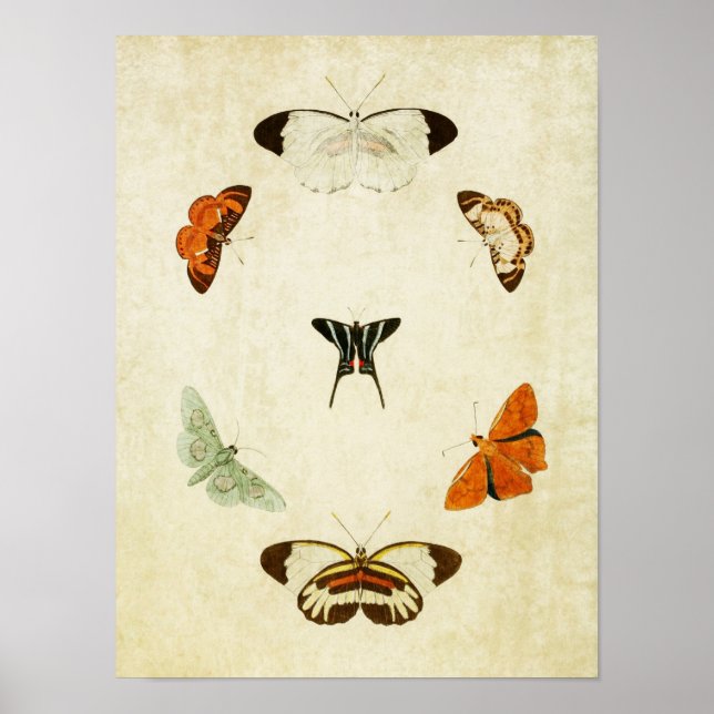 Vintage Butterfly Print 063 Poster (Framsidan)
