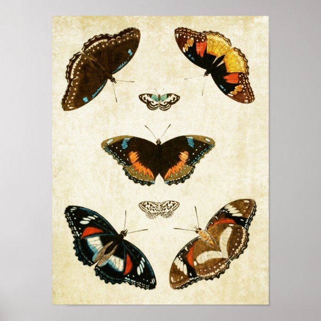Vintage Butterfly Print 067 Poster (Framsidan)