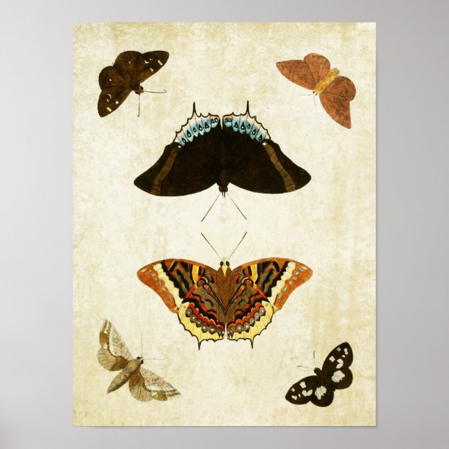 Vintage Butterfly Print 074 Poster (Framsidan)
