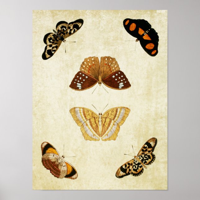 Vintage Butterfly Print 081 Poster (Framsidan)