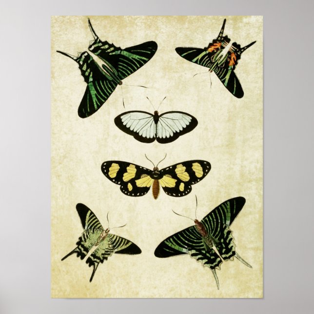 Vintage Butterfly Print 085 Poster (Framsidan)