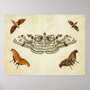 Vintage Butterfly Print 087 Poster