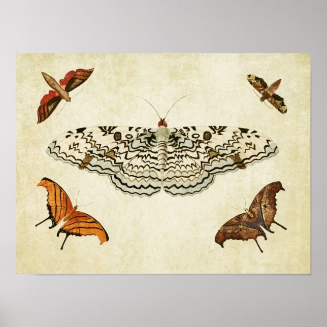 Vintage Butterfly Print 087 Poster (Framsidan)