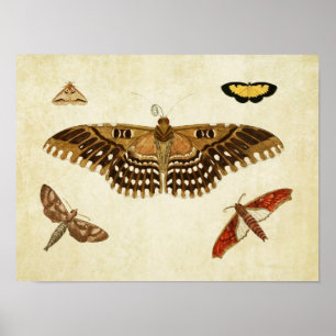 Vintage Butterfly Print 088 Poster