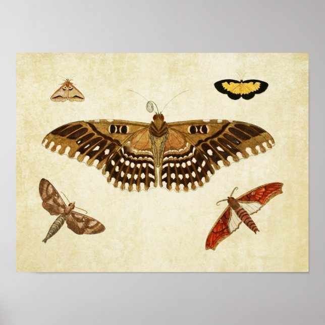 Vintage Butterfly Print 088 Poster (Framsidan)