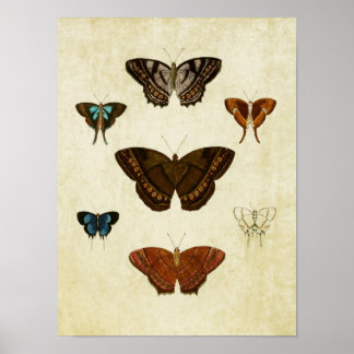 Vintage Butterfly Print 096 Poster