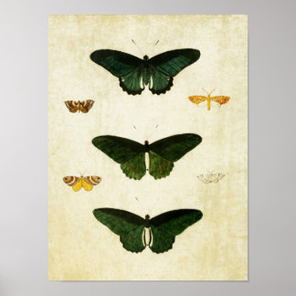 Vintage Butterfly Print 113 Poster