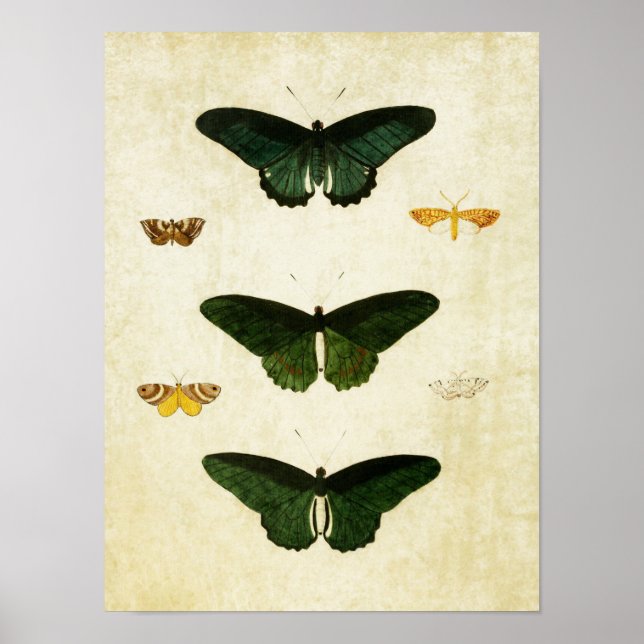Vintage Butterfly Print 113 Poster (Framsidan)