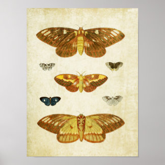 Vintage Butterfly Print 117 Poster