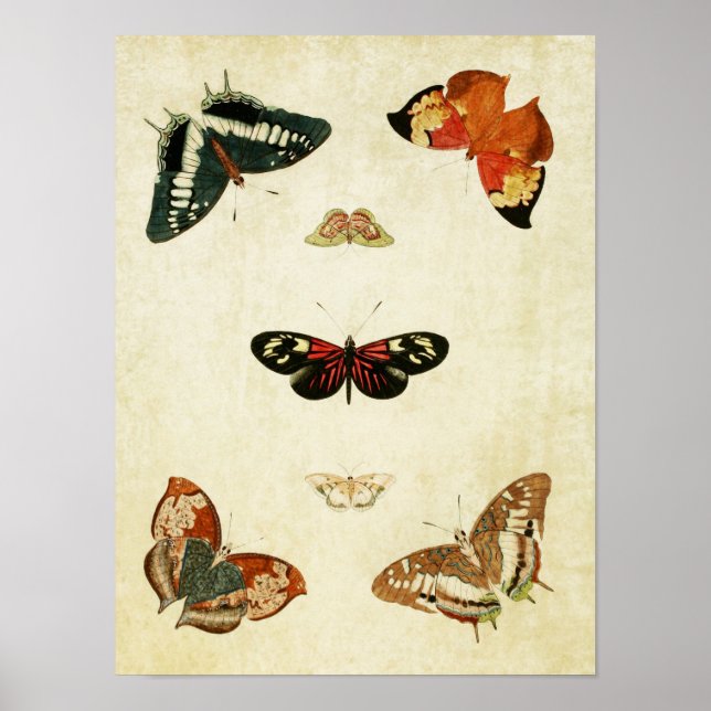 Vintage Butterfly Print 119 Poster (Framsidan)