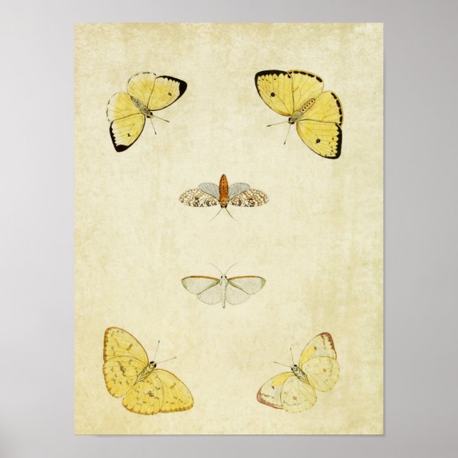 Vintage Butterfly Print 120 Poster (Framsidan)