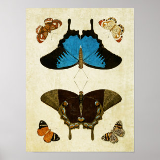 Vintage Butterfly Print 121 Poster