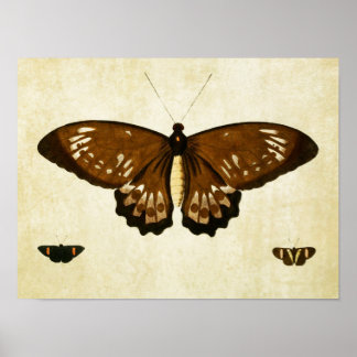 Vintage Butterfly Print 123 Poster