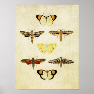 Vintage Butterfly Print 125 Poster