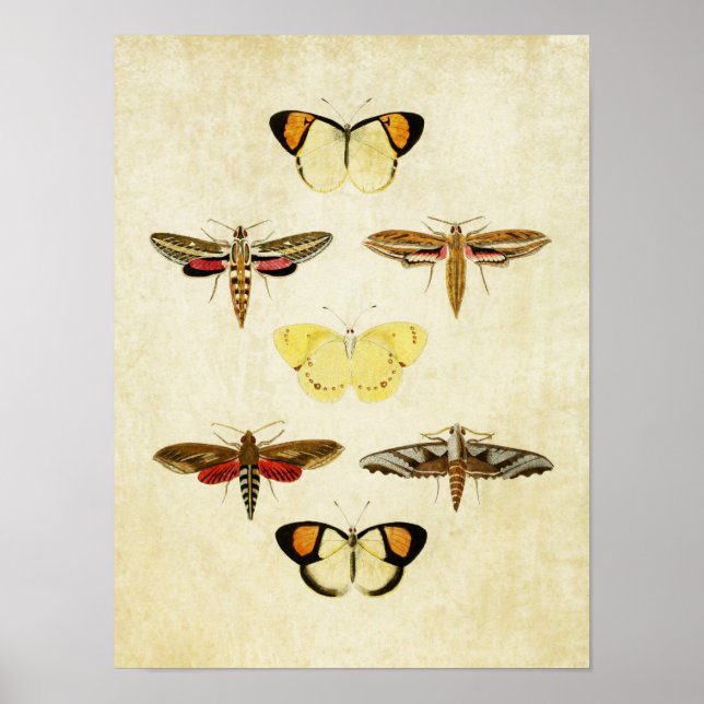 Vintage Butterfly Print 125 Poster (Framsidan)