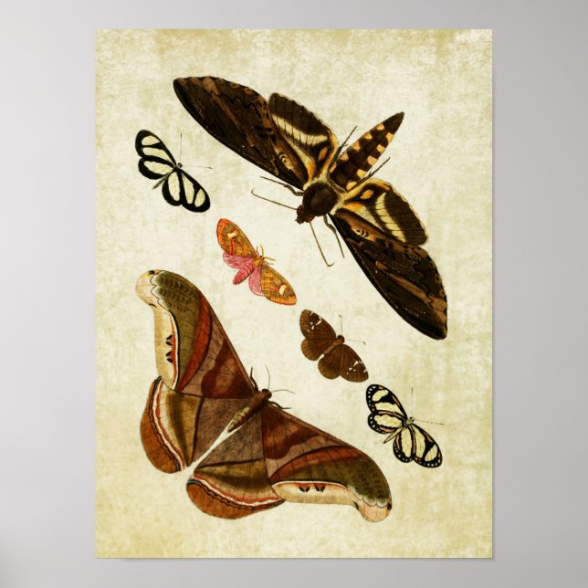 Vintage Butterfly Print 126 Poster (Framsidan)