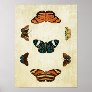 Vintage Butterfly Print 130 Poster