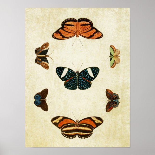 Vintage Butterfly Print 130 Poster (Framsidan)