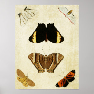 Vintage Butterfly Print 133 Poster