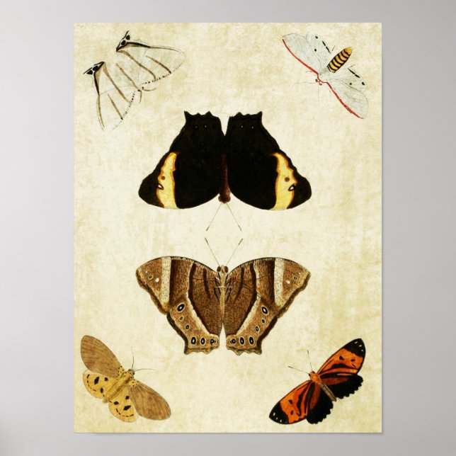Vintage Butterfly Print 133 Poster (Framsidan)