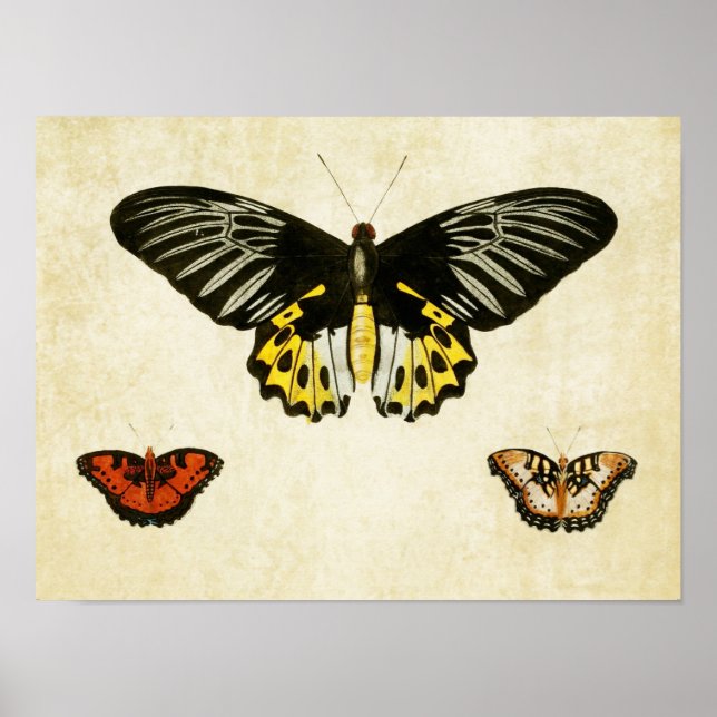 Vintage Butterfly Print 135 Poster (Framsidan)