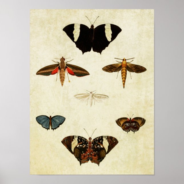 Vintage Butterfly Print 137 Poster (Framsidan)