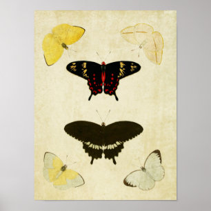 Vintage Butterfly Print 141 Poster