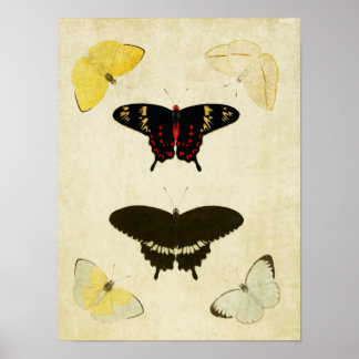 Vintage Butterfly Print 141 Poster