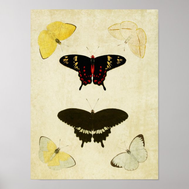 Vintage Butterfly Print 141 Poster (Framsidan)