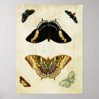 vintage Butterfly Print 150 Poster