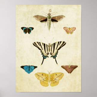 Vintage Butterfly Print 152 Poster