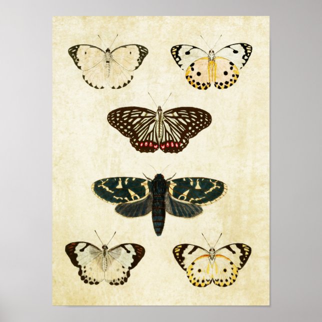 Vintage Butterfly Print 154 Poster (Framsidan)