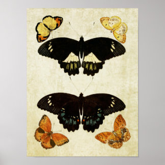 Vintage Butterfly Print 157 Poster