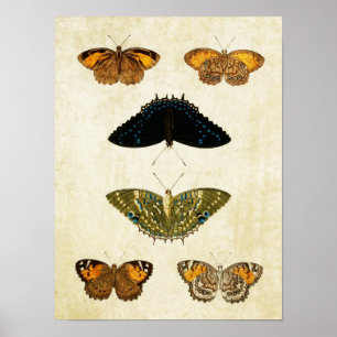 Vintage Butterfly Print 161 Poster