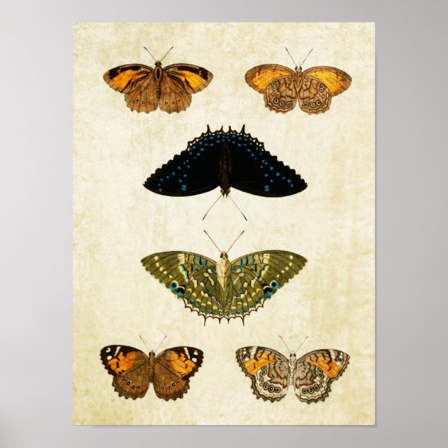 Vintage Butterfly Print 161 Poster (Framsidan)