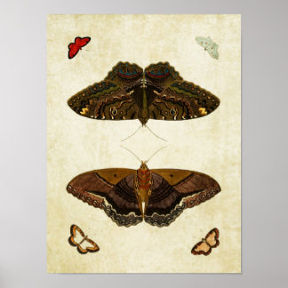 Vintage Butterfly Print 170 Poster