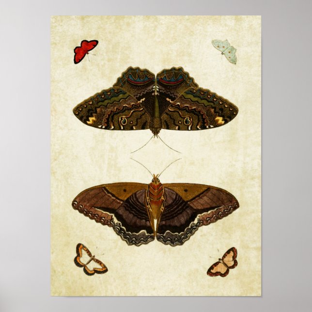 Vintage Butterfly Print 170 Poster (Framsidan)