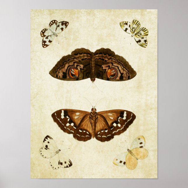 Vintage Butterfly Print 171 Poster (Framsidan)