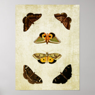 Vintage Butterfly Print 174 Poster