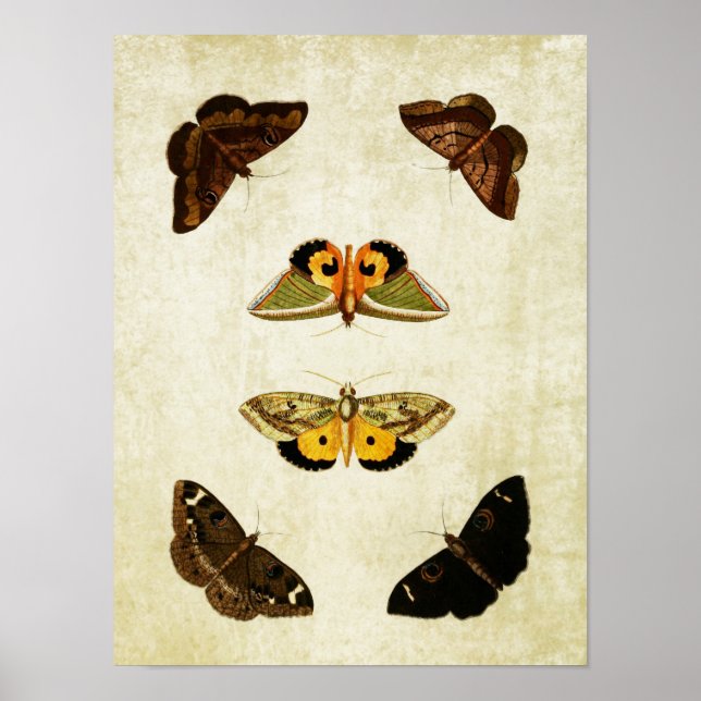 Vintage Butterfly Print 174 Poster (Framsidan)